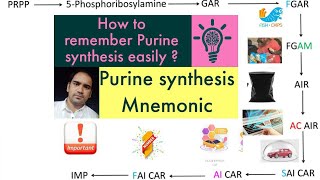 De Novo synthesis of Purines made easy  Purine synthesis easy method Biochemistry [upl. by Lachish]