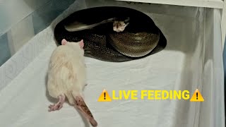 Live Feeding  Reticulated Python VS Rat [upl. by Eahcim552]