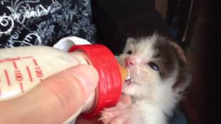 Hand Raising And Bottle Feeding Kitten [upl. by Valaree231]