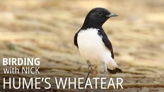 Meet Humes Wheatear  Oenanthe albonigra [upl. by Chamberlin]