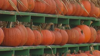 The Great Pumpkin Farm A WNY fall favorite is in full swing [upl. by Kcirddot]