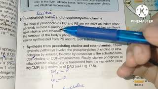 Phospholipid synthesis Lippincott part 2 [upl. by Jocko484]