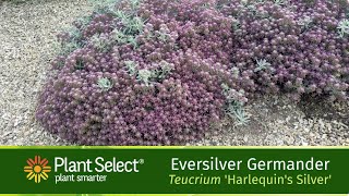 EVERSILVER Creeping Germander YearRound Beauty [upl. by Stephenson]