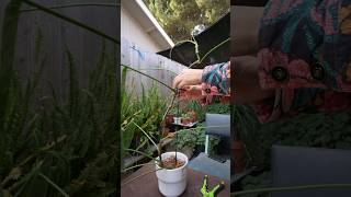 Leggy Philodendron Plant Reset  Part 1 [upl. by Ydniahs972]