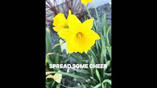 DAFFODILS… an original poem [upl. by Joana846]