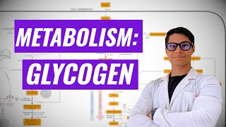 Glycogen Metabolism Ninja Nerd synthesis [upl. by Coheman]