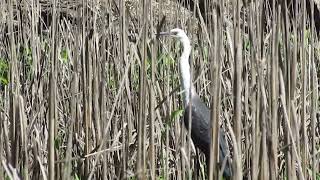 Fishing with Freshwater Mussels as Bait on the Edward River [upl. by Janos]