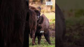 MuskOx shorts ytshorts viralshorts wildlife nature animals pathshalaplace muskox ox facts [upl. by Donahoe]