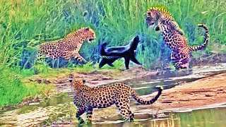 3 Leopards Have Epic Battle with Honey Badger [upl. by Ocsirf]