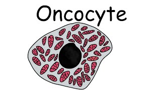 What are Oncocytes What is Oncocytic  Pathology mini tutorials [upl. by Sim]