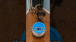 She barely lifted a paw 🤣 ballislife boss work dachshund funnydog [upl. by Bohrer965]