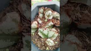 Begonia leaf cuttings propagation in soil plantingtips plantpropagation plantmom [upl. by Nylle571]