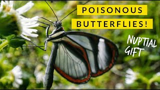 Clearwing Butterflys Gift of POISON [upl. by Sidoma]