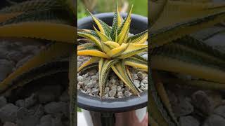 A very variegated Haworthia limifolia and her baby 🙌🏽💚💛 [upl. by Eartha]