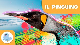 IL PINGUINO 🐧 Animali per bambini ❄️ Episodio 2 [upl. by Delphina]