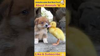 Unbelievable But Real Fact About Animals 🐕‍🦺💥😱🤯💥 shorts ytshorts animals facts trending yt [upl. by Orihakat]