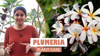 Plumeria  Champa The flowering plant  all you need to know Garden Up Basics Ep 16b [upl. by Nyrrek771]