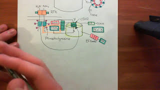 Receptor Tyrosine Kinases Part 15 [upl. by Elleinet]