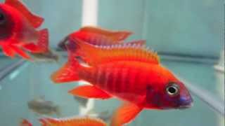 Aulonocara Rubescens Ruby Red Peacock Cichlid [upl. by Bjorn]