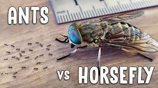 EPIC BATTLE  tiny ants vs HUGE horsefly [upl. by Jonny]