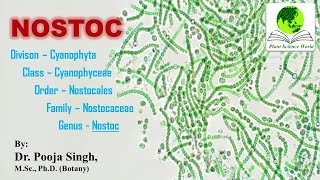 NOSTOC  Nostocales [upl. by Adihaj]