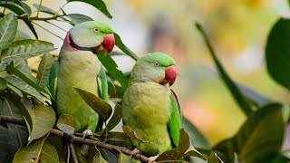 Alexandrine parakeets diet behaviour featuresparakeetsparrots shortvideo parrots [upl. by Flan36]