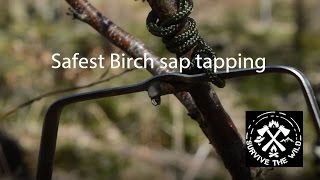 Birch sap tapping [upl. by Rehpotsirhc]