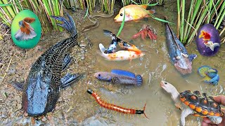 Colorful surprise eggs lobster snake cichlid betta fish turtle butterfly fish goby fish [upl. by Lisha]