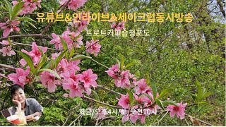 제168회4월24일수요일트로트커피숍부국청포도🌹구독좋아요👍알림설정� [upl. by Pine]