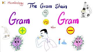 The Gram Stain GramPositive vs GramNegative and Bacterial Structure  Microbiology 🧫 [upl. by Certie]