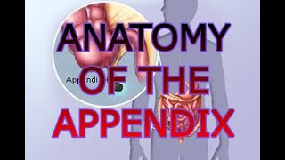 ANATOMY OF THE APPENDIX [upl. by Llecram222]