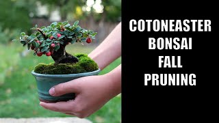 Pruning my Mame Cotoneaster Bonsai [upl. by Sirotek15]