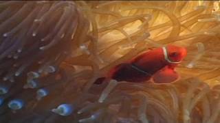 euronews science  Une technologie pour identifier les maladies du corail [upl. by Humberto]