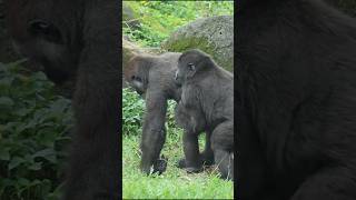 gorilla fun playing 🤣 gorillatag 金剛猩猩 台北市立動物園 shorts [upl. by Attennaj509]