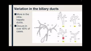 Biliary system [upl. by Lucier]