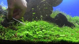 Glossostigma elatinoides  Trimming  Potatura [upl. by Akyeluz]