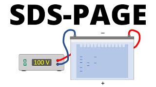 SDSPAGE explained  Protein Separation Technique [upl. by Larok]