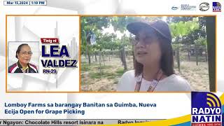 Grapes picking meron na sa Guimba Maaaring maexperience sa Lomboy Farms sa Brgy Banitan [upl. by Radie]