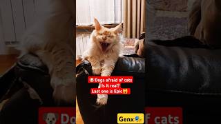 🐶 Dogs afraid of cats 🙀shorts cat funny [upl. by Godbeare]