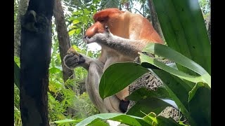 大きなお腹を掻きながら食事するテングザルProboscis monkey scratches his big belly while eating food [upl. by Anedal124]