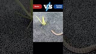 Praying Mantis Vs Snake animals snake fight [upl. by Ahsitneuq]