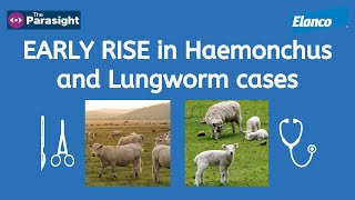 Lungworm in cattle and Haemonchus in sheep [upl. by Antony]