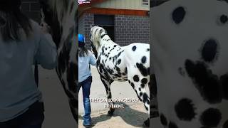 Rare Appaloosa Horses Are Extremely Fascinating 🐎 [upl. by Markson]