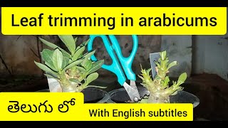 LEAF TRIMMING IN ARABICUM  KIRAN ADENIUMS [upl. by Downing]