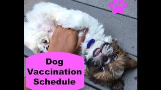 Dog Vaccine Schedule [upl. by Aicirtan]