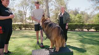 Partners and Pets NexGard SPECTRA®s Partnership with Guide Dogs AD [upl. by Iago]