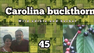 Carolina buckthorn Wild Edible and herbal plants 45 [upl. by Leiad510]