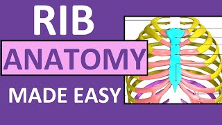 Rib Anatomy  True Ribs False Ribs Floating Ribs  Typical vs Atypical Ribs [upl. by Ahsaeym]