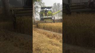 Harvester Machine working😱😱 harvester haryana tech machine diesel engine shorts feed [upl. by Nnaarat125]