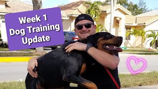 How to Train a Rottweiler quotArnoldquot the Rottweiler Week 1 [upl. by Stuppy]